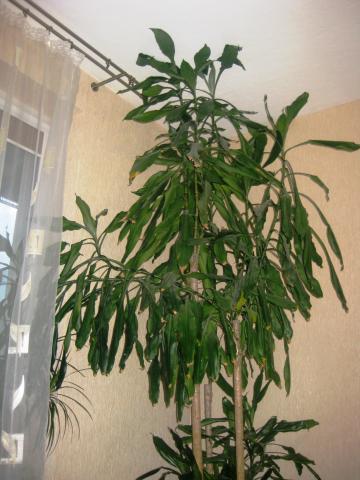 Daiktas dracena