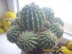 Daiktas kaktuso vaikuciai :)