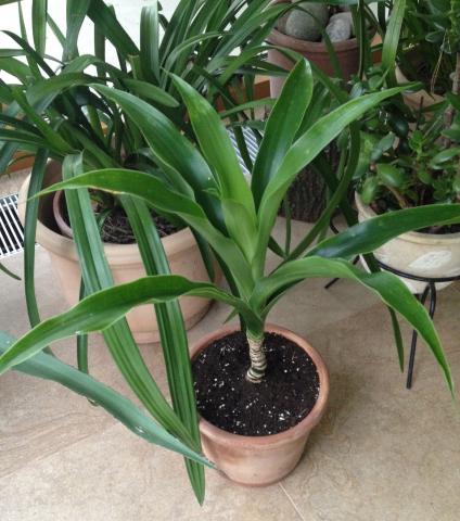 Daiktas Gele juka rezervuota