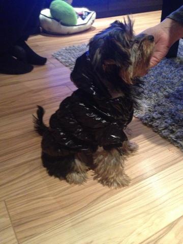 Daiktas drabuzelis suniukui