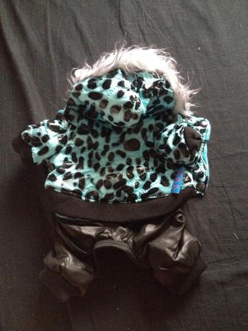 Daiktas apranga suniukui