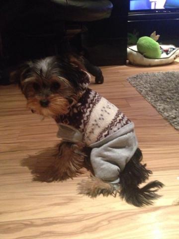 Daiktas apranga suniukui