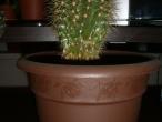 Daiktas Kaktusas senis :)