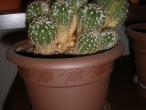 Daiktas Kaktusas su vaikuciais :)