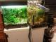 30+30 ltr akvariumai Vilnius - parduoda, keičia (1)