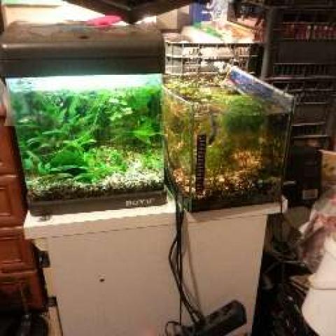 Daiktas Sukomplektuoti du po 30 ltr akvariumai