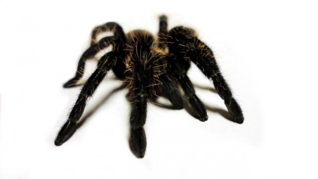 Daiktas Garbaniuotaplaukis paukštėda (Brachypelma albopilosum)