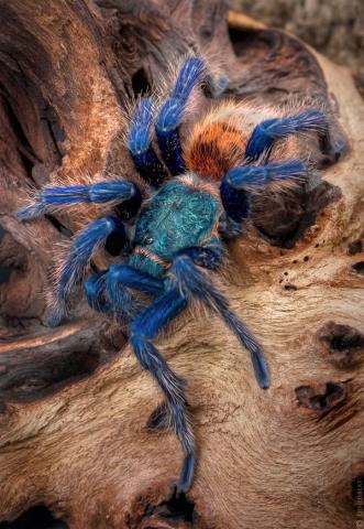 Daiktas Žaliojo butelio mėlynasis paukštėda (Chromatopelma cyaneopubescens)