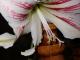 gėlė amarilis arba meilenis Šakiai - parduoda, keičia (1)