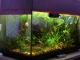 akvariumas Kaunas - parduoda, keičia (3)