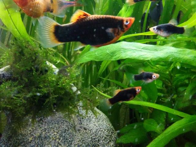 Daiktas Parduodu pecilijas juodas 0.5 eur