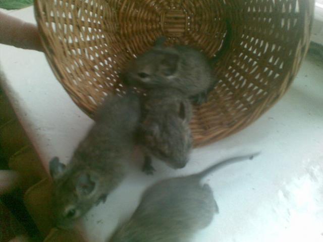 Daiktas Degu jaunikliai
