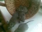 Daiktas Degu jaunikliai