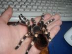 Daiktas tarantulas