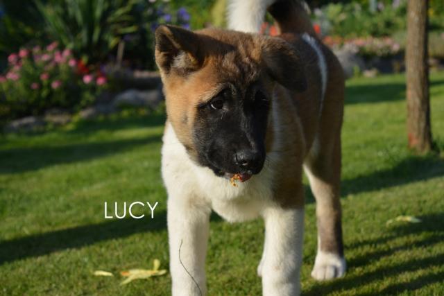 Daiktas Amerikieciu Akita 