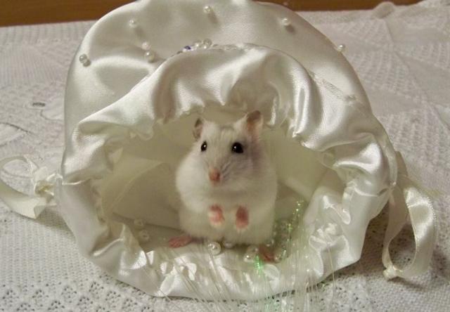 Daiktas Džiungarijos žiurkėnai