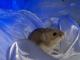 Džiungarijos žiurkėnai Utena - parduoda, keičia (3)
