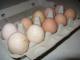 Laisvųjų vištų kiaušiniai po 10 vnt. Vilnius - parduoda, keičia (1)