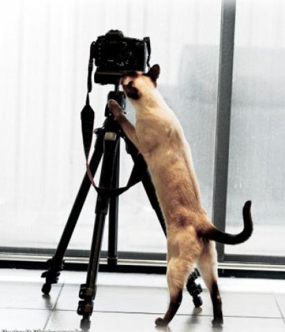 Daiktas fotosesija uz kanors labai labai