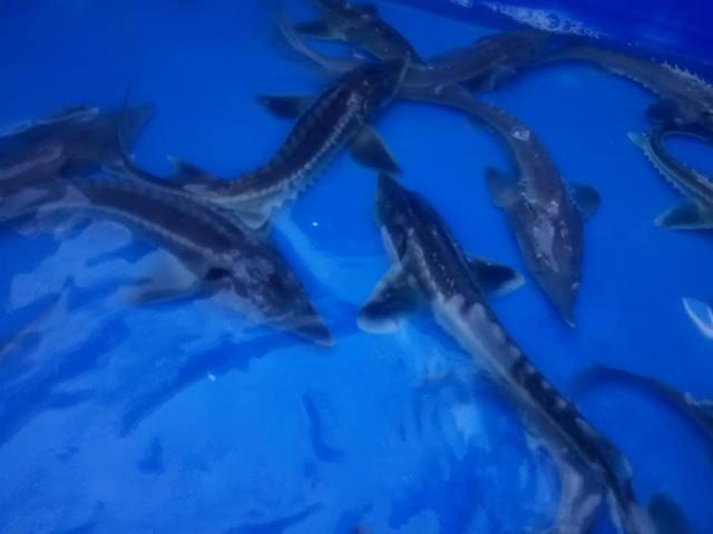 Daiktas Mailius žuvų įžuvinimui