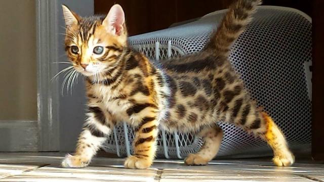 Daiktas Gražus Bengalijos kačiukas