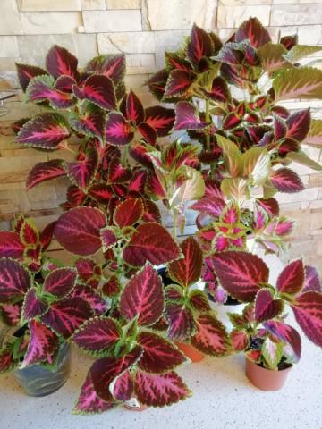 Daiktas Margalapės (kitaip Margenis)