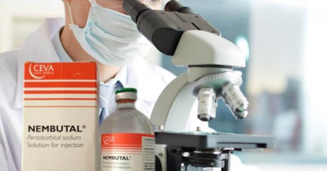 Daiktas Pirkite nembutalo pentobarbitalio natrio tirpalą