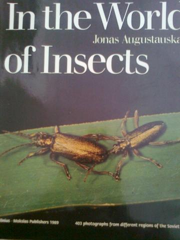 Daiktas In the world of insects