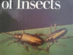 Daiktas In the world of insects