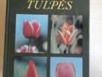Daiktas tulpes