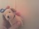 Super mielas pakabukas šuniukas Kėdainiai - parduoda, keičia (2)