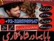 online amil baba islamabad amil baba black magic expert in islamabad, online amil baba online istikhara, get love back contact for any Klaipėda - parduoda, keičia (2)