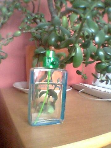 Daiktas Kvepalai ( tikri nepraskiesti) žaliosios citrinos kvapo. prancūziški.