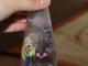 3 Bratz kvepalai Šiauliai - parduoda, keičia (2)