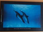 Daiktas Paveikslas atlanto dėmėtieji delfinai 95 x 65 cm jav