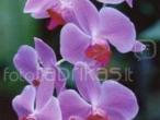 Daiktas Orchidejos
