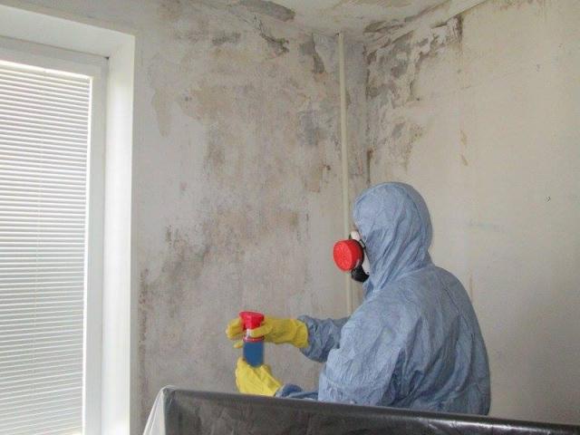 Daiktas Profesionalus pelėsio naikinimas. 100% garantija