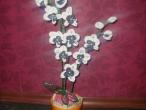 Daiktas orchidejos 2