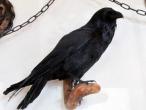 Daiktas ieškau varno iškamša
