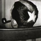 Vartotojas Paulius Šmutkė