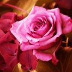 Vartotojas NaktiesMelodija