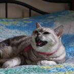 Vartotojas pantera26