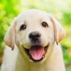 Vartotojas Vardininkas