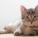 Vartotojas mainu_ziurke