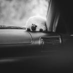 Vartotojas pixelonmars