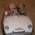 Vartotojas pupuliuke