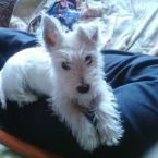 Vartotojas burundukas