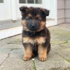 Vartotojas gintaresap