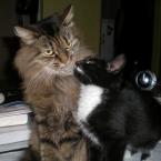 Vartotojas puansetija