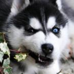 Vartotojas deividasss